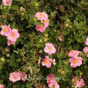 Potentilla fruticosa 'Kupinpa' (PINK PARADISE)
