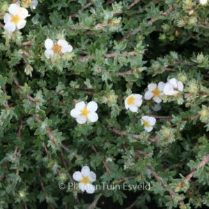 Potentilla fruticosa 'Manchu'