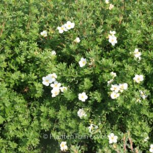 Potentilla fruticosa 'McKay's White'