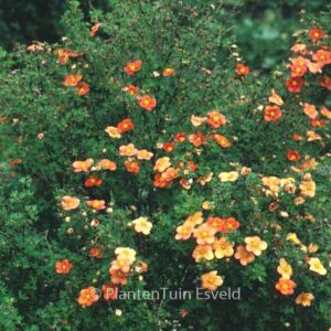 Potentilla fruticosa 'Orangeade'