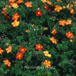 Potentilla fruticosa 'Red Ace'