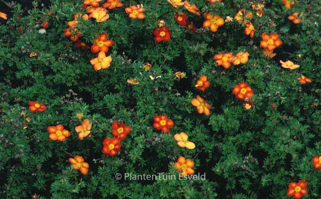 Potentilla fruticosa 'Red Ace'