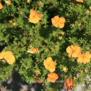 Potentilla fruticosa 'Sunset'