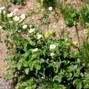 Potentilla rupestris
