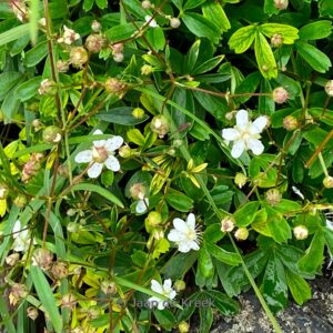 Potentilla tridentata 'Nuuk'