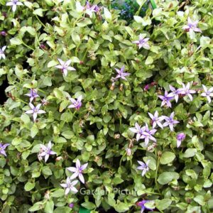 Pratia pedunculata 'County Park'