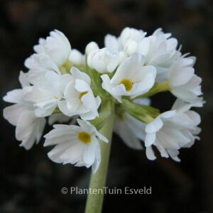 Primula denticulata 'Alba'