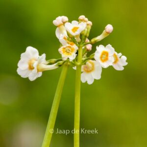 Primula japonica 'Alba'