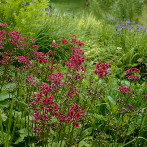Primula japonica 'Miller's Crimson'