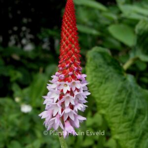 Primula vialii