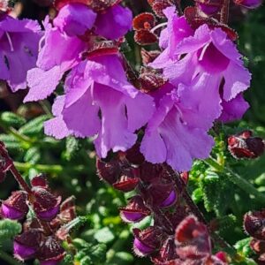 Prostanthera rotundifolia 'Rosette'