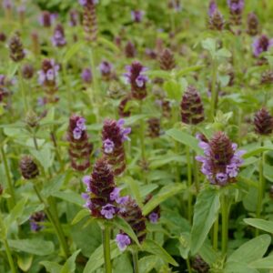 Prunella vulgaris