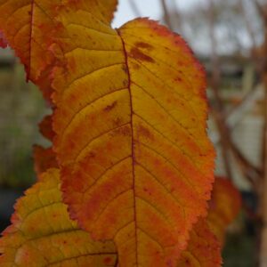 Prunus 'Collingwood Ingram'