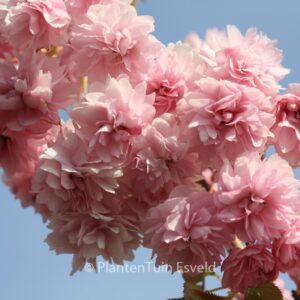 Prunus 'Kiku-shidare-zakura'