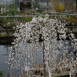 Prunus 'Snofozam' (SNOW FOUNTAINS)