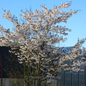 Prunus 'The Bride'