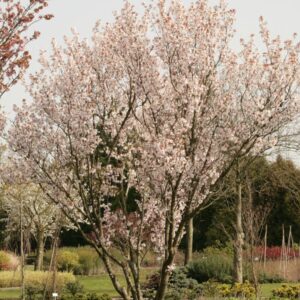 Prunus avium 'Landscape Bloom'