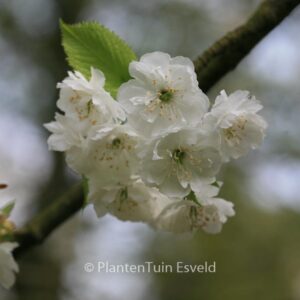 Prunus avium 'Plena'