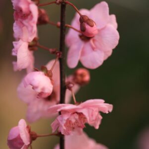 Prunus blireana