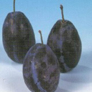 Prunus domestica 'Hauszwetsche'