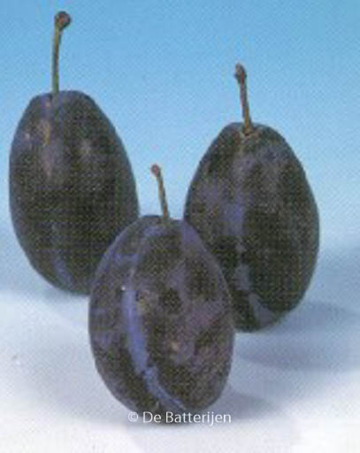 Prunus domestica 'Hauszwetsche'