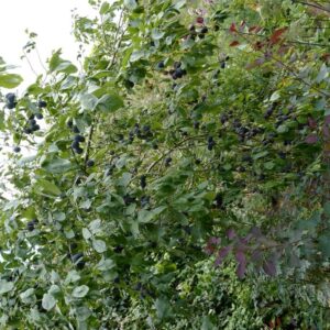 Prunus domestica 'Opal'