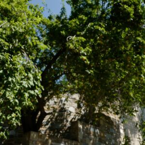 Prunus domestica 'Reine Claude d'Oullins'