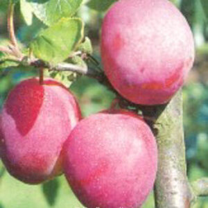 Prunus domestica 'Victoria'