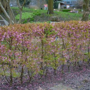 Prunus incisa 'Paean'