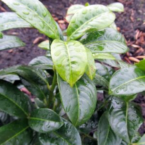 Prunus laurocerasus 'Ani'