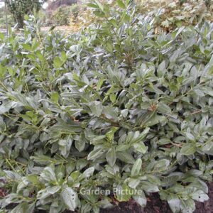 Prunus laurocerasus 'Cherry Brandy'
