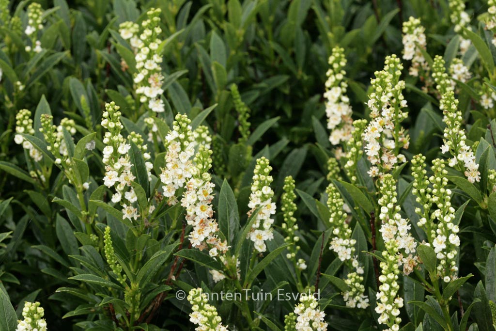 Prunus laurocerasus 'Gajo'