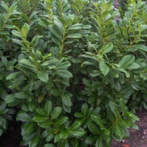 Prunus laurocerasus 'Novita'