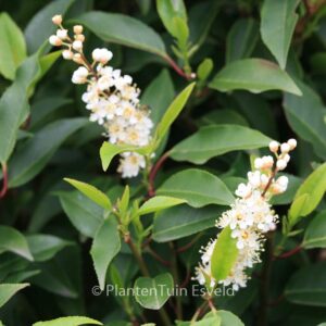 Prunus lusitanica 'Angustifolia'