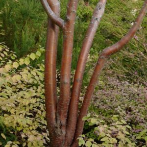 Prunus maackii 'Amber Beauty'