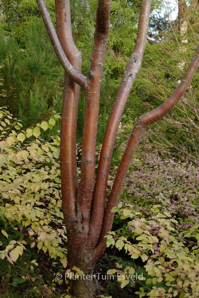 Prunus maackii 'Amber Beauty'