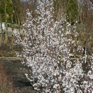 Prunus nipponica 'Brilliant'