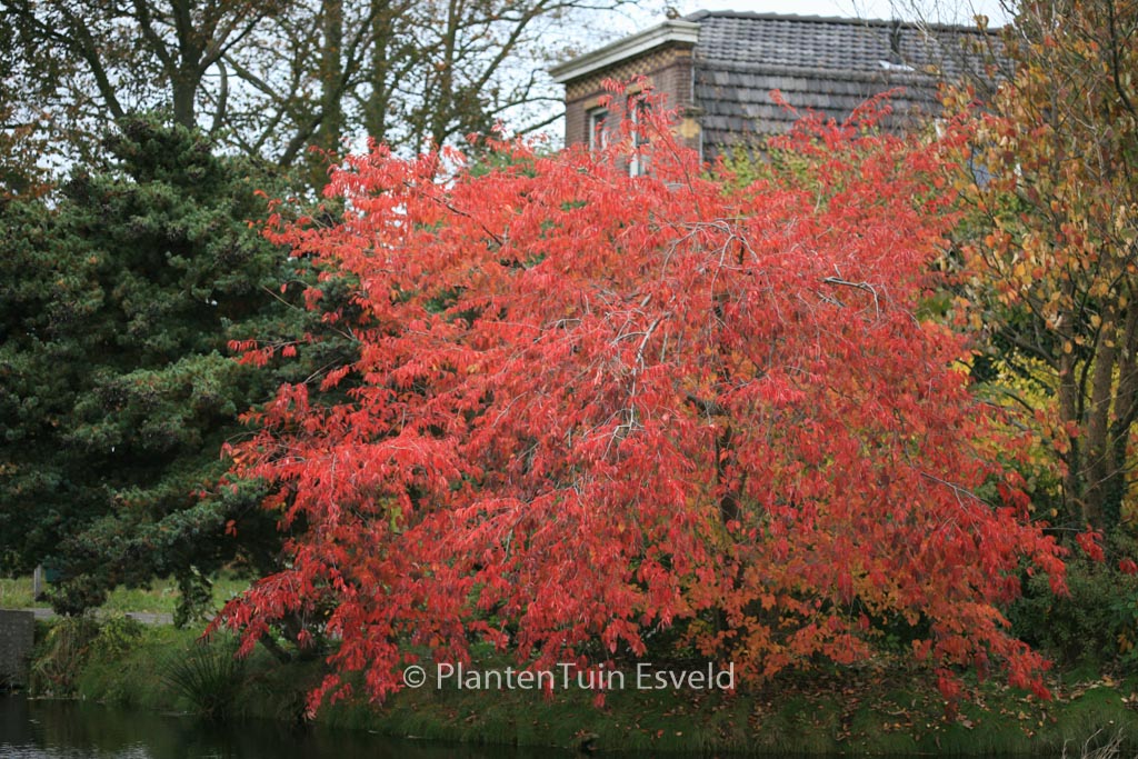 Prunus nipponica 'Felice'