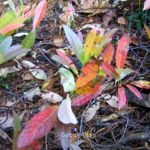 Prunus pumila depressa