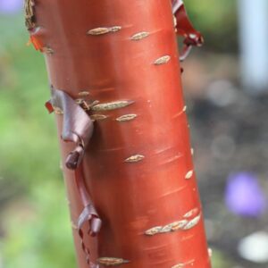 Prunus serrula 'Branklyn'