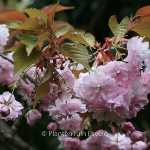 Prunus serrulata 'Fugenzo' (syn. 'Shirofugen')