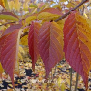 Prunus serrulata 'Hokusai'