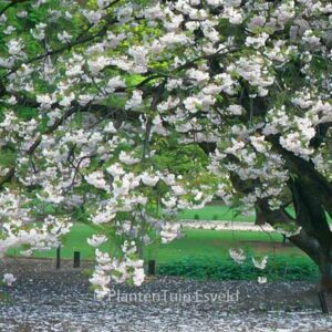 Prunus serrulata 'Ichiyo'