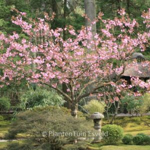Prunus serrulata 'Kanzan'