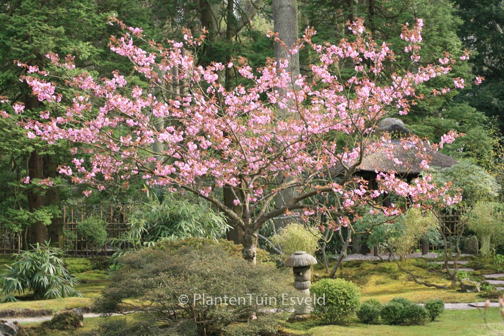 Prunus serrulata 'Kanzan'
