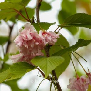 Prunus serrulata 'Pink Perfection'