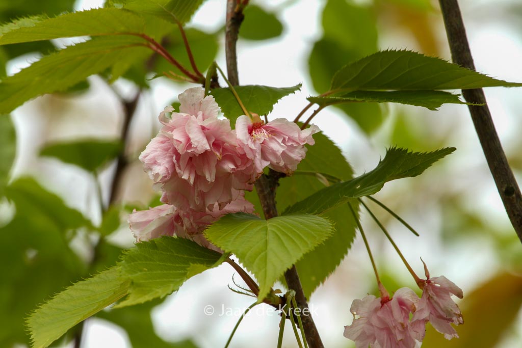 Prunus serrulata 'Pink Perfection'