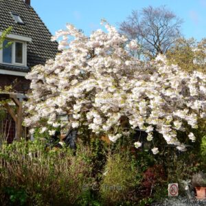 Prunus serrulata 'Shirotae'