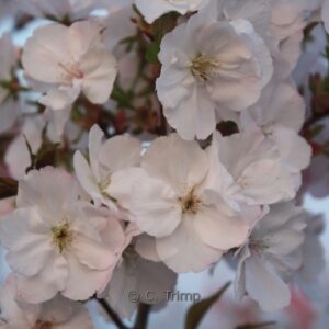 Prunus serrulata 'Sunset Boulevard'