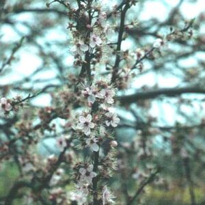 Prunus spinosa 'Purpurea'